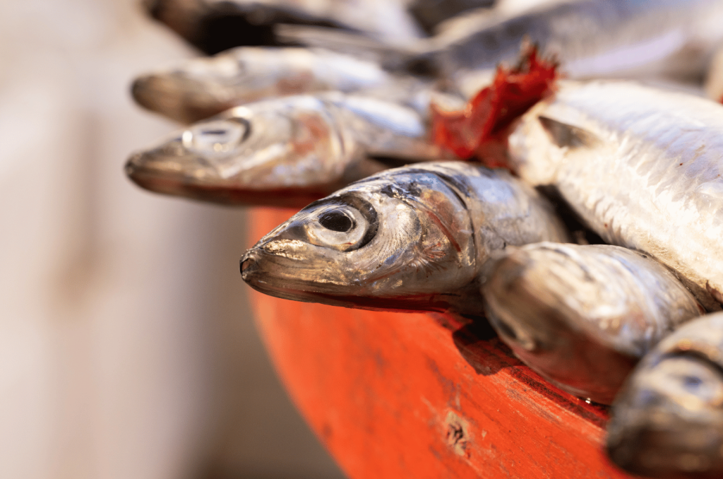 Esperienze gourmet a Jesolo: i sapori del veneto tra mare e terra
